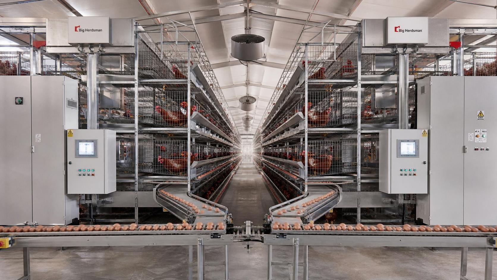 Poultry House Automation for Egg Collection: What to Check Before Retrofitting Older Houses