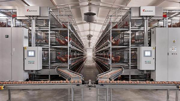 Poultry House Automation for Egg Collection: What to Check Before Retrofitting Older Houses