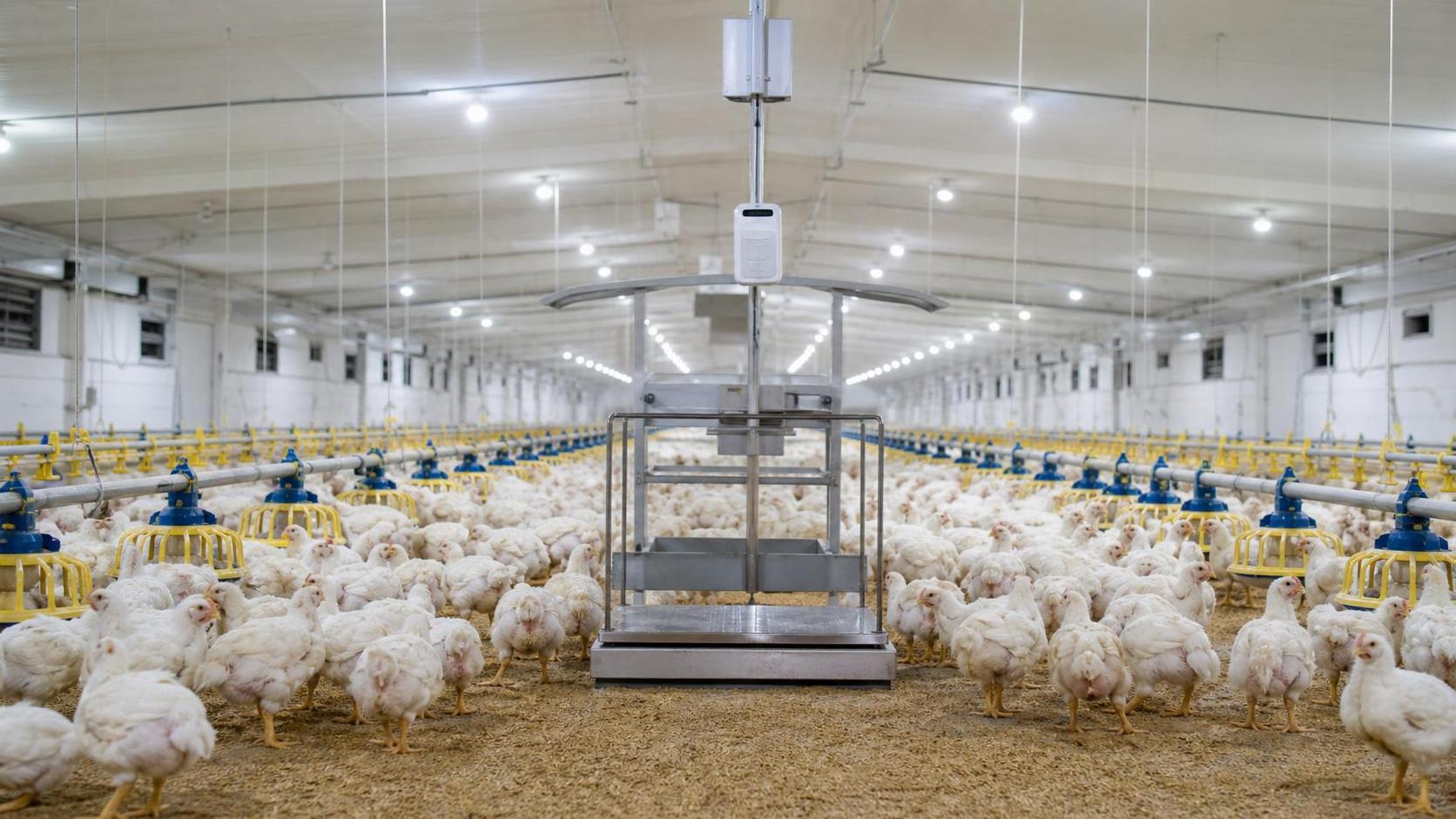 Precision Livestock Farming Poultry: 7 Criteria to Compare Sensors, Weighing, and Alerts