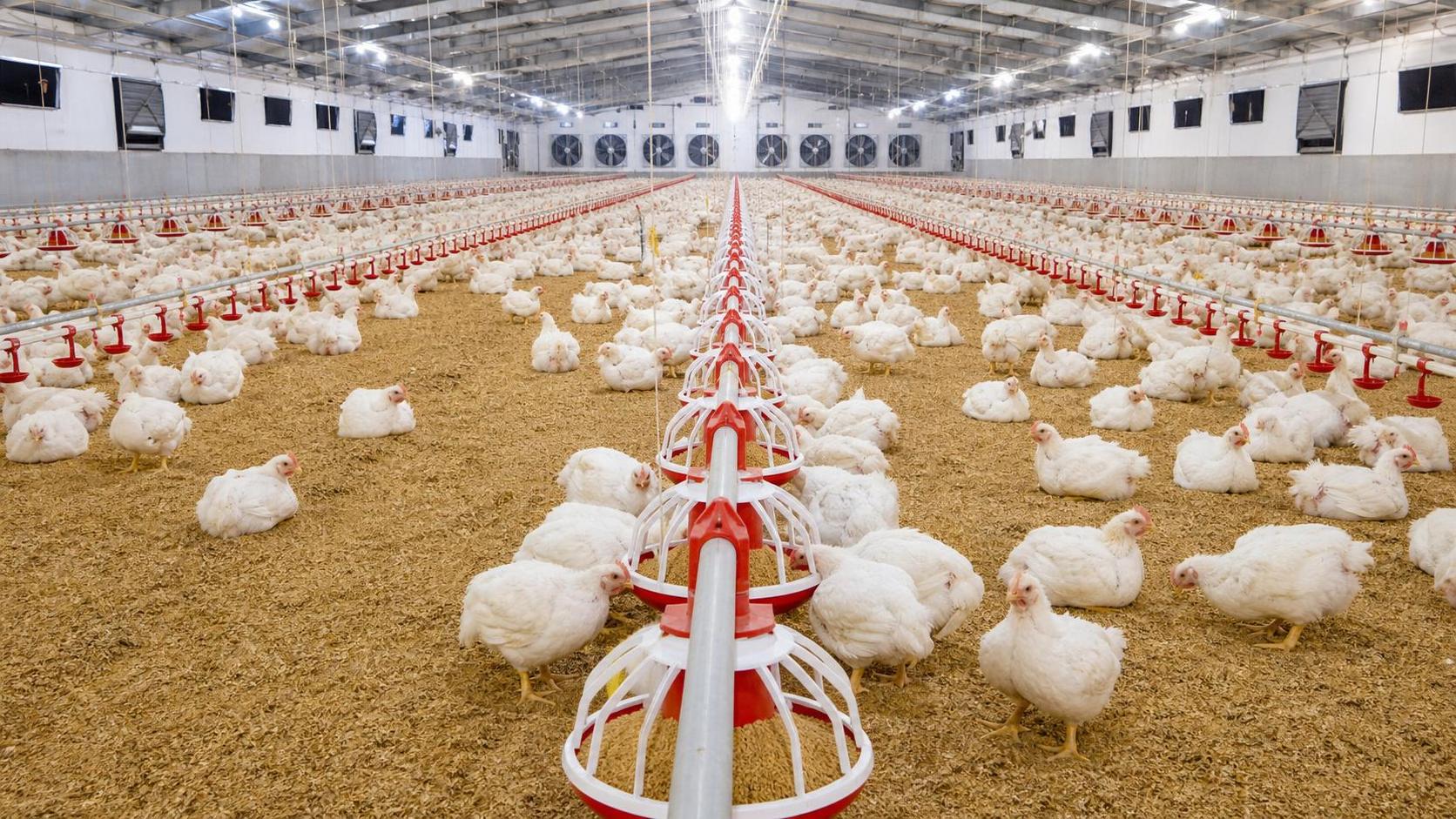 How to Improve Feed Conversion Ratio in Broilers: 7 Practical Levers That Affect FCR