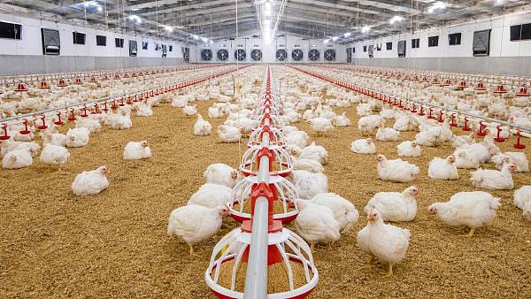 How to Improve Feed Conversion Ratio in Broilers: 7 Practical Levers That Affect FCR