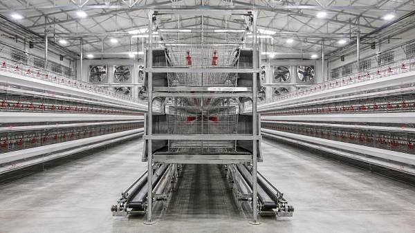 Poultry Farming Equipment Price List: What a Complete Farm Needs