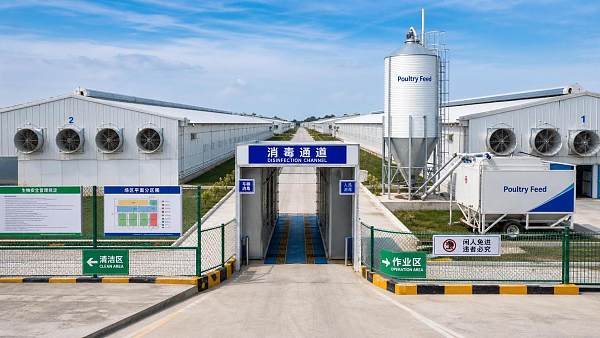 Farm Biosecurity for Poultry: Practical Measures to Prevent Disease Entry and Cross-Contamination