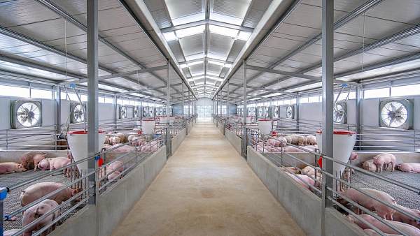Swine Barn Ventilation Problems: How to Fix Condensation, Ammonia, and Uneven Airflow