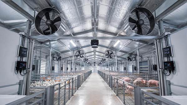 Livestock Ventilation Humidity Control: Common Causes of Condensation and How to Fix Them
