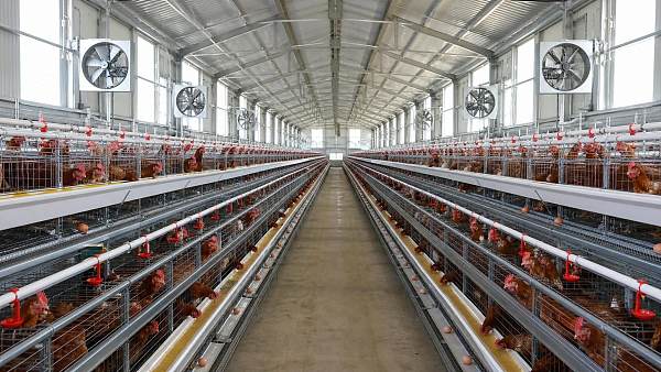 Dimension Poulailler Pour 1000 Poules Pondeuses: Layout and Capacity Checks