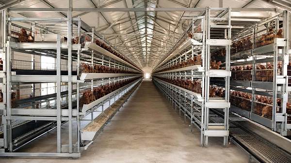 Battery Cage Price in Nigeria: How to Compare Size, Capacity, and Type