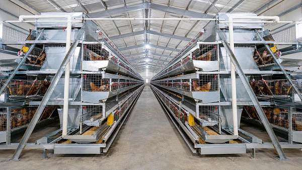 A Practical Guide to View Poultry Equipment Details and Reduce Buying Risk