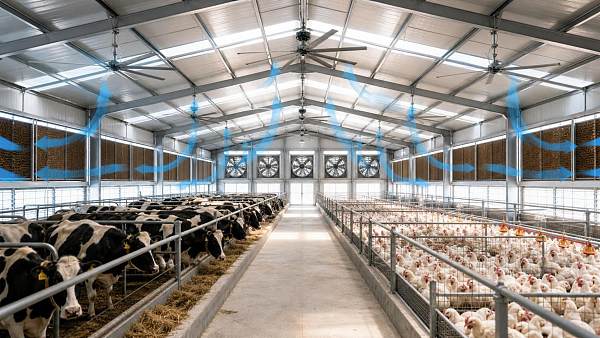 Livestock Climate Control for Heat Stress: Key Ventilation Metrics and System Options