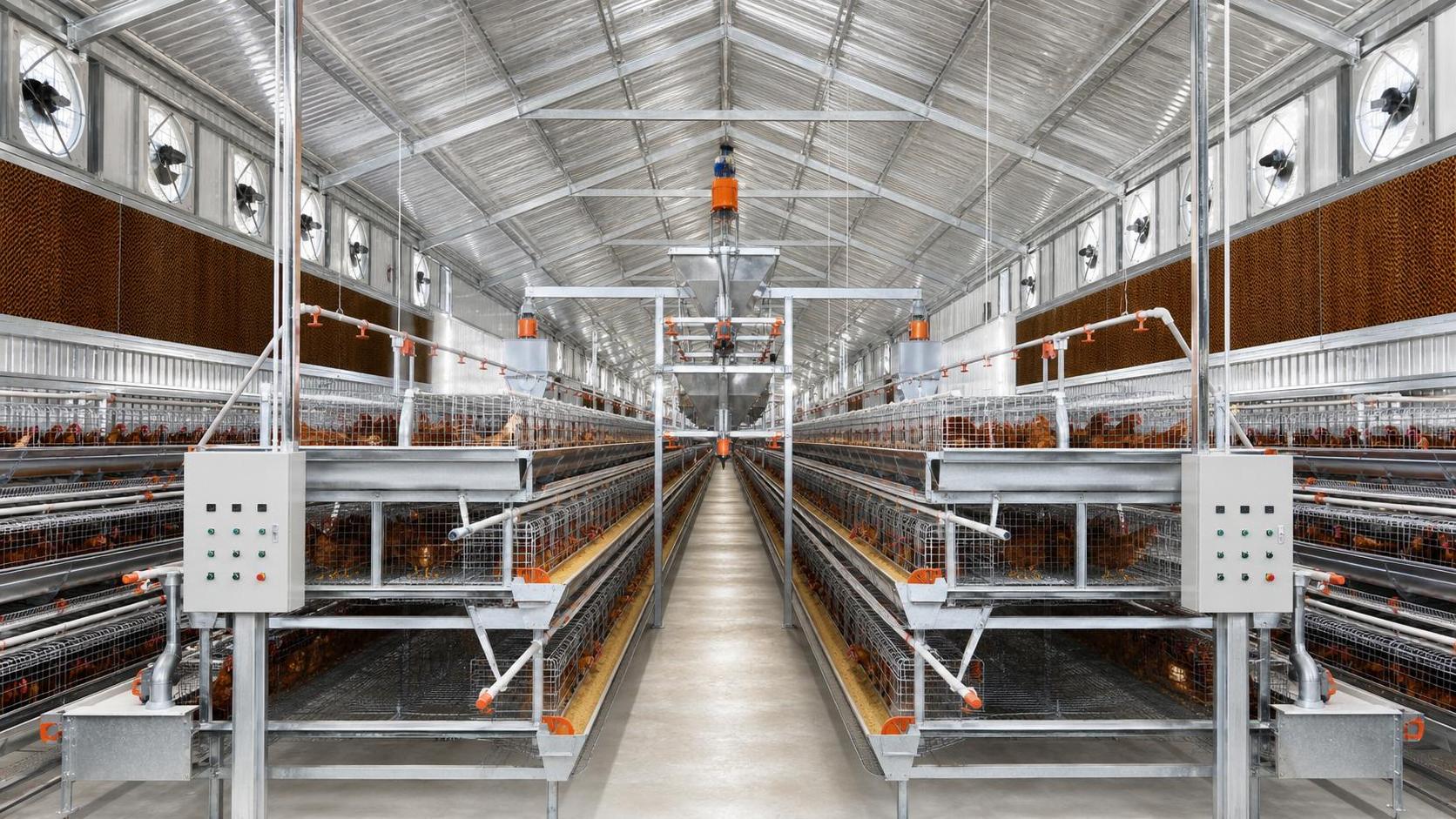 Poultry Farming Equipment Price Breakdown: What Drives Cost From Cages to Climate Control?