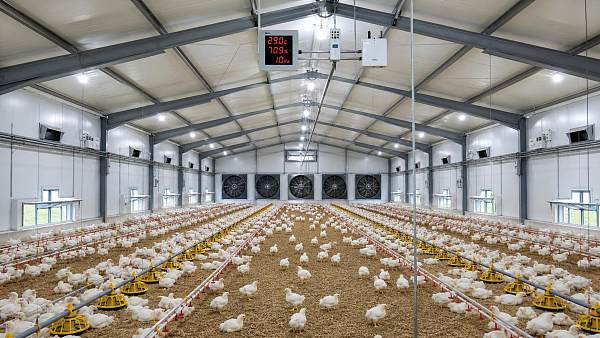 How to Choose Poultry Ventilation Systems for Negative Pressure Broiler Houses