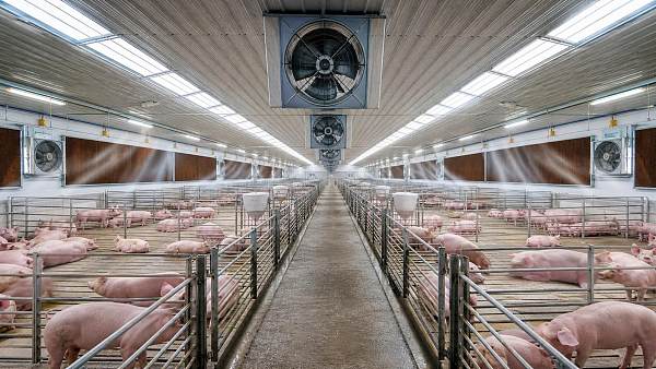 How to Size a Swine Barn Ventilation System for Heat Stress and Air Quality Control