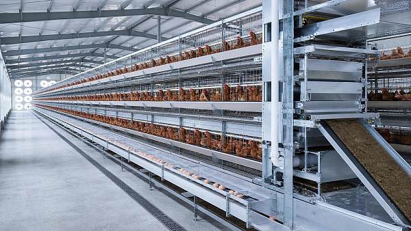 Key Evaluation Criteria for Battery Cage Design in Poultry Expansion Plans