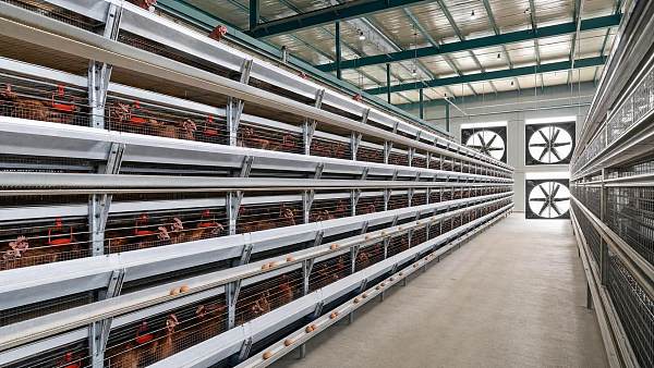 Cost, Ventilation, and Layout Factors in Nigeria Poultry Cage Projects