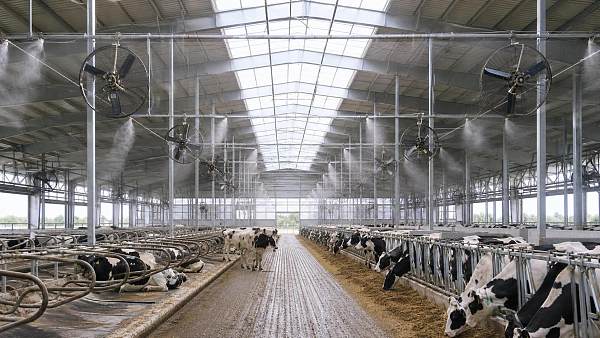 How to Choose Barn Cooling Systems for Dairy Cows Based on Herd Size and Heat Load