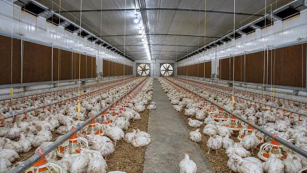 How to Size Broiler House Ventilation for Heat Stress Control and Air Quality