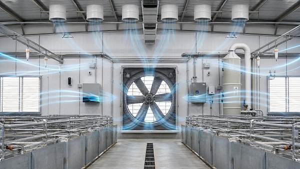 How to Choose Hog Barn Ventilation Systems for Heat, Moisture, and Ammonia Control