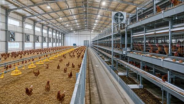 Comparing Deep Litter and Cage Systems for Layer House Layout Decisions