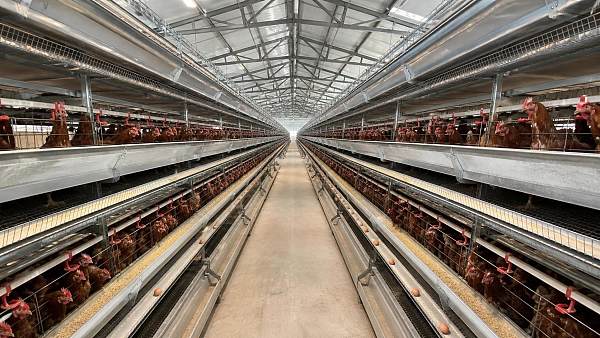 What Drives Battery Cage Price in Nigeria for 1,000 to 10,000 Birds