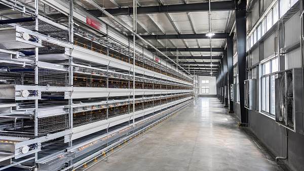 Comparing Layer Cage Size in Feet for Capacity Planning in New Poultry Houses