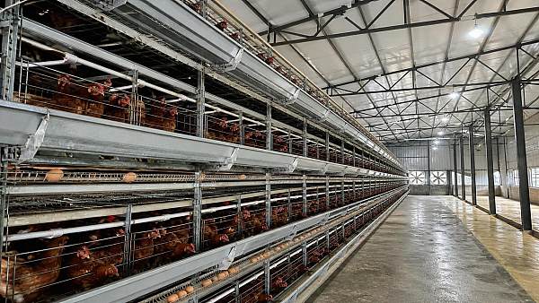 What Determines Battery Cage Cost for 1,000 to 10,000 Birds in Nigeria