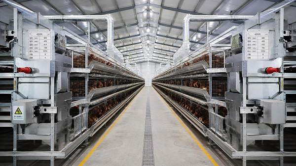 Why Layer Cage Dimension Errors Lead to Poor Farm Layout and Rework