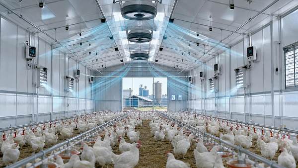 How to Improve Livestock Air Quality Management in Netherlands Barns