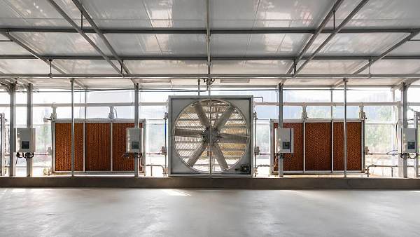 How to Choose Barn Cooling Systems for Reliable Humidity Control in Livestock Houses
