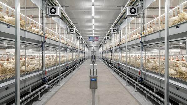 Cleaning and Biosecurity Gaps in Multiple-Batch Broiler Housing