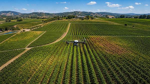 How Drone Crop Scouting Helps Vineyard Managers Spot Stress Before Yield Drops