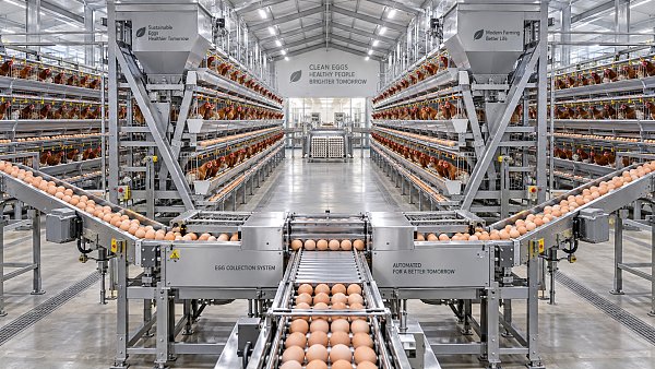 Evaluating a Chicken Cage System for Egg Collection and Daily Labor Flow