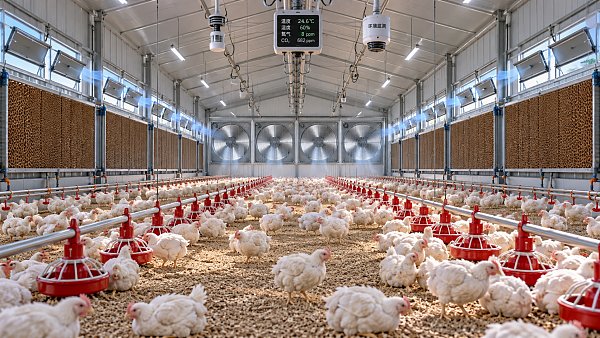 How Negative Pressure Ventilation Controls Prevent Heat Stress in Poultry Houses