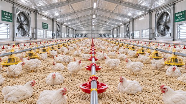 How Housing Choice Affects Ventilation, Litter Control, and Broiler Welfare
