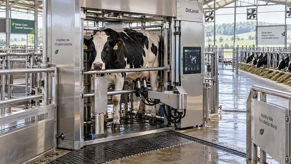 Livestock Farm Modernization: Preparing Dairy Herds for Robotic Milking