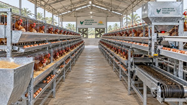 Manual vs. Automated Layer Battery Cages in Nigeria: Cost Trade-Offs