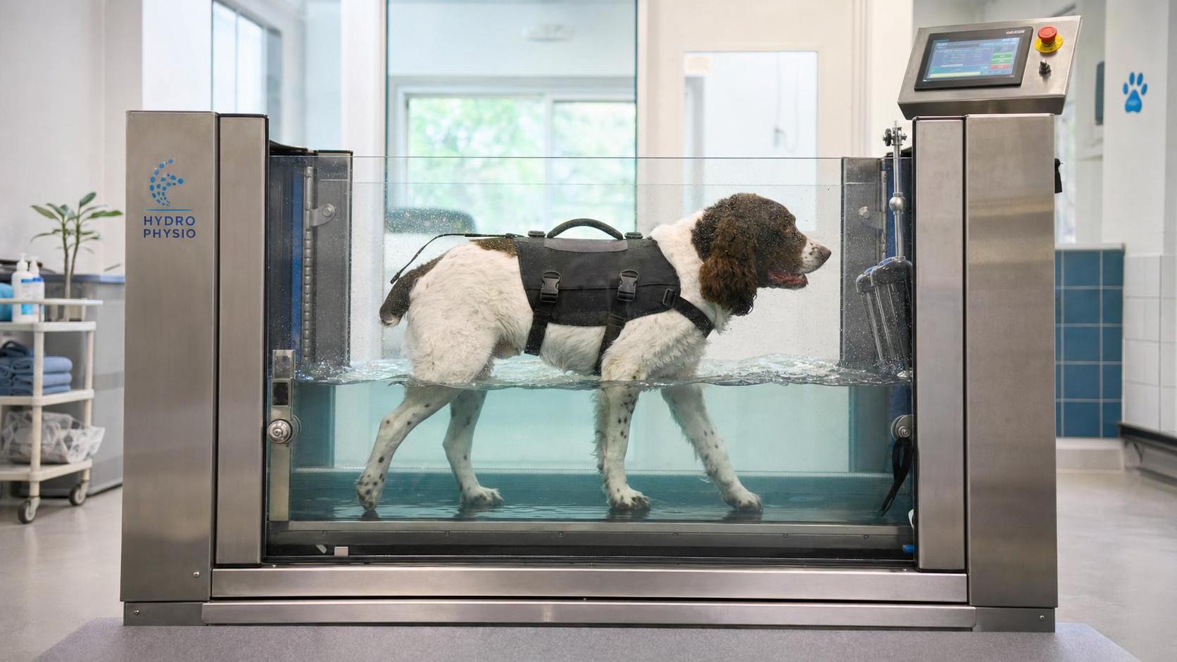 Canine Hydrotherapy Rehabilitation: Which Dogs Benefit and What to Expect