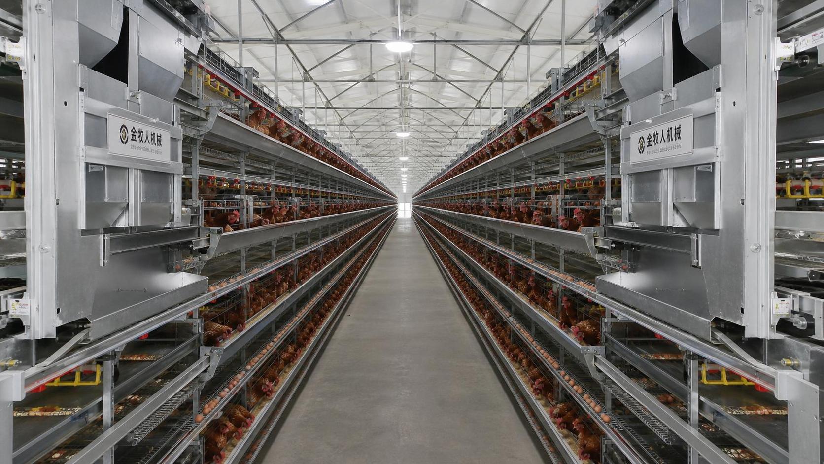 How Automatic Chicken Cage Systems Fit Different Layer Farm Setups