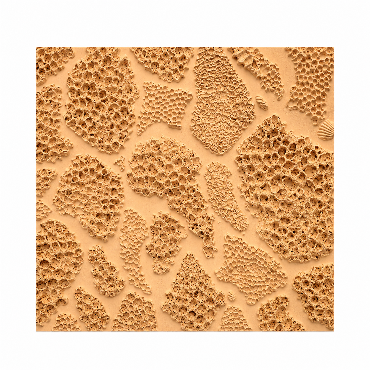 Coral Reef Texture