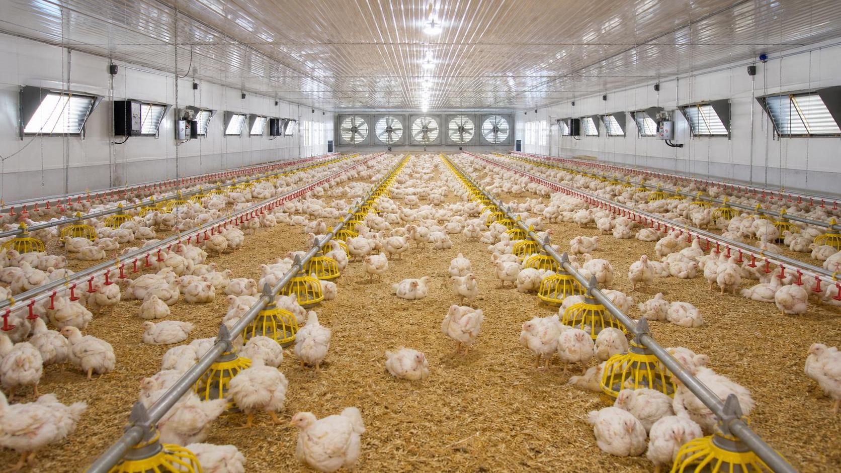 Poultry Farming Ventilation Problems and How to Fix Them