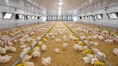 Poultry Farming Ventilation Problems and How to Fix Them