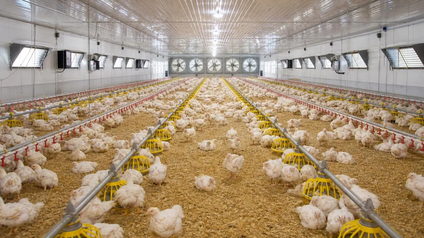 Poultry Farming Ventilation Problems and How to Fix Them
