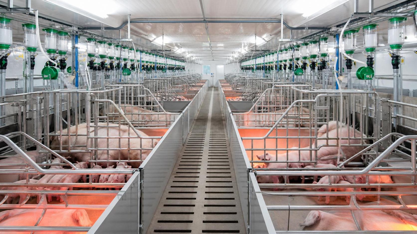 Farrowing Swine Housing Equipment: Types, Layout Options, and Welfare Considerations