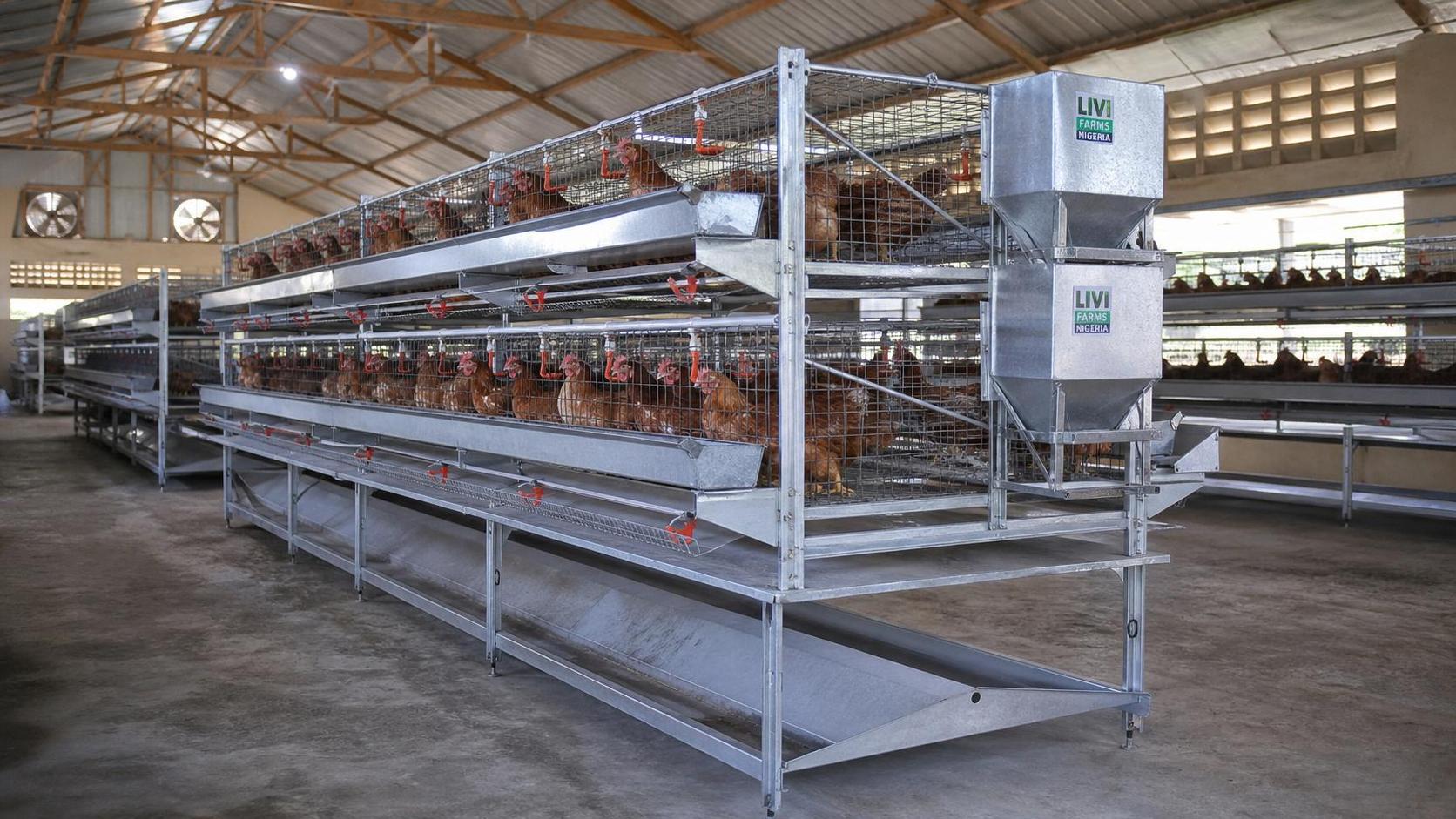Chicken Cage for Sale in Nigeria: What Buyers Should Check First