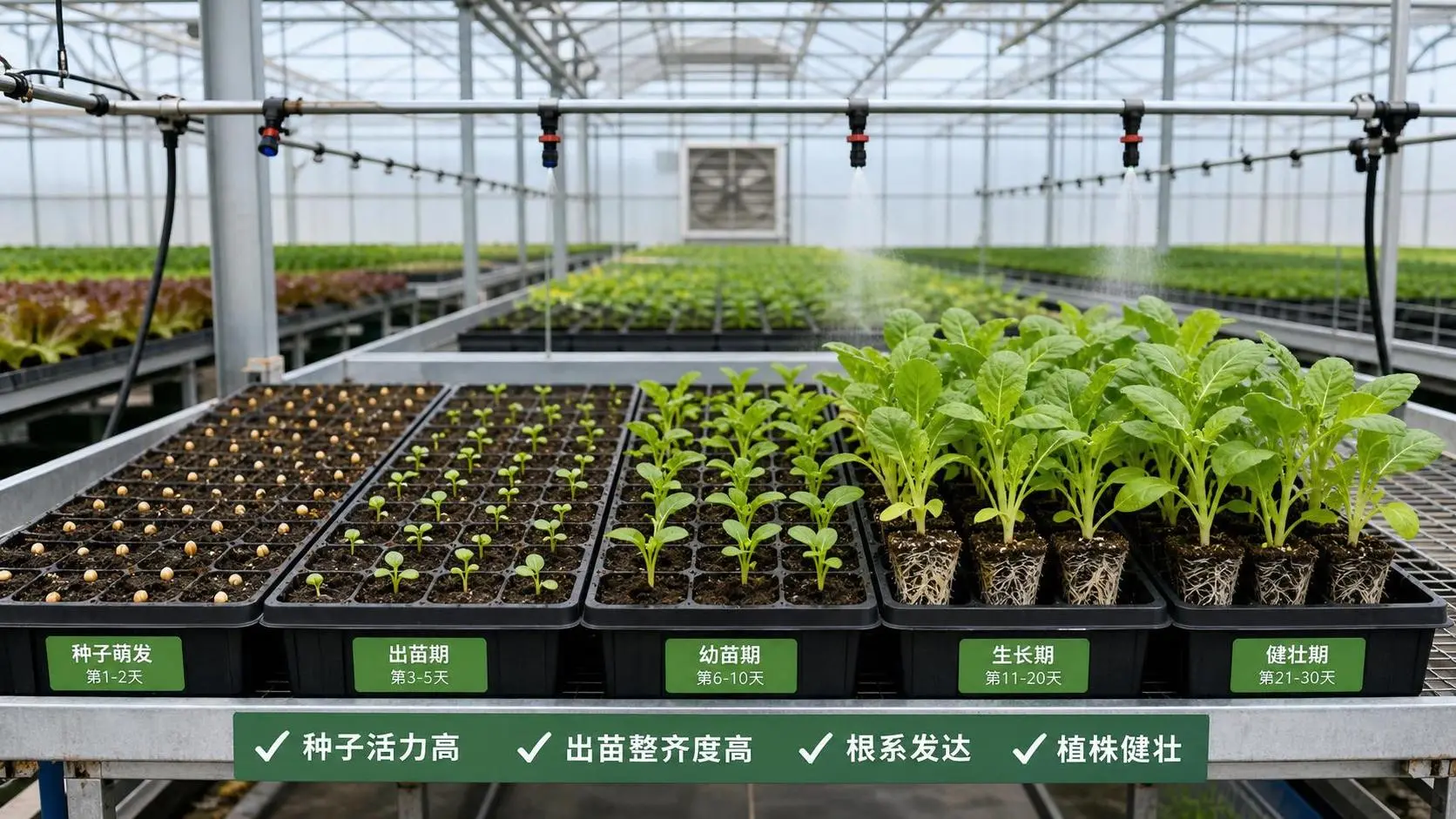 Greenhouse Seed Technology Applications: How Seed Traits Affect Germination and Yield