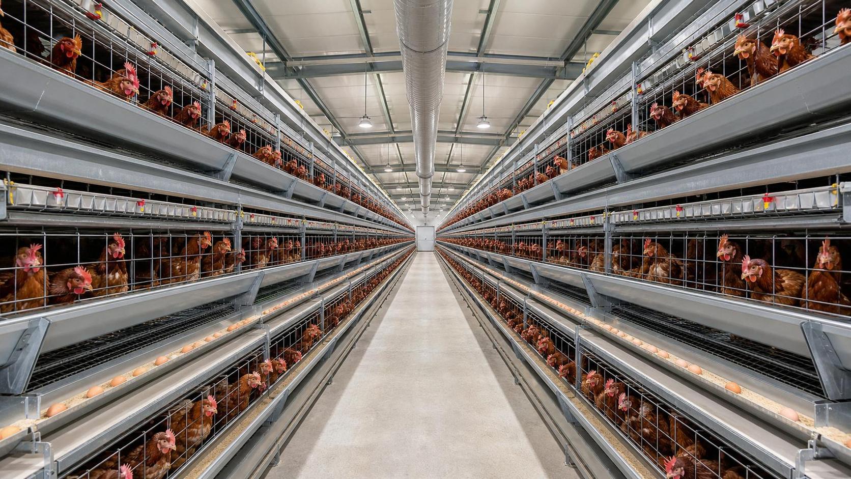Chicken House Size in Meters: Layout, Ventilation and Cage Planning