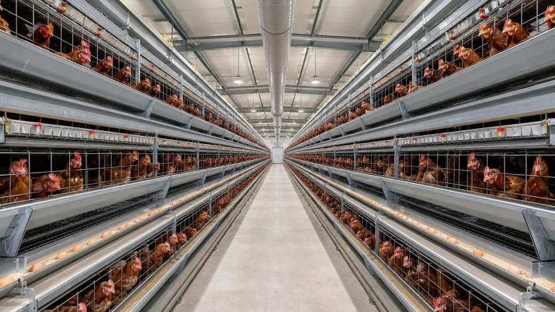 Chicken House Size in Meters: Layout, Ventilation and Cage Planning Chicken House Size in Meters: Layout, Ventilation and Cage Planning