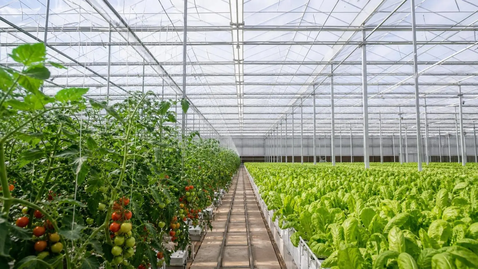 Greenhouse Covering Materials Light Diffusion: Which Options Improve Crop Uniformity?