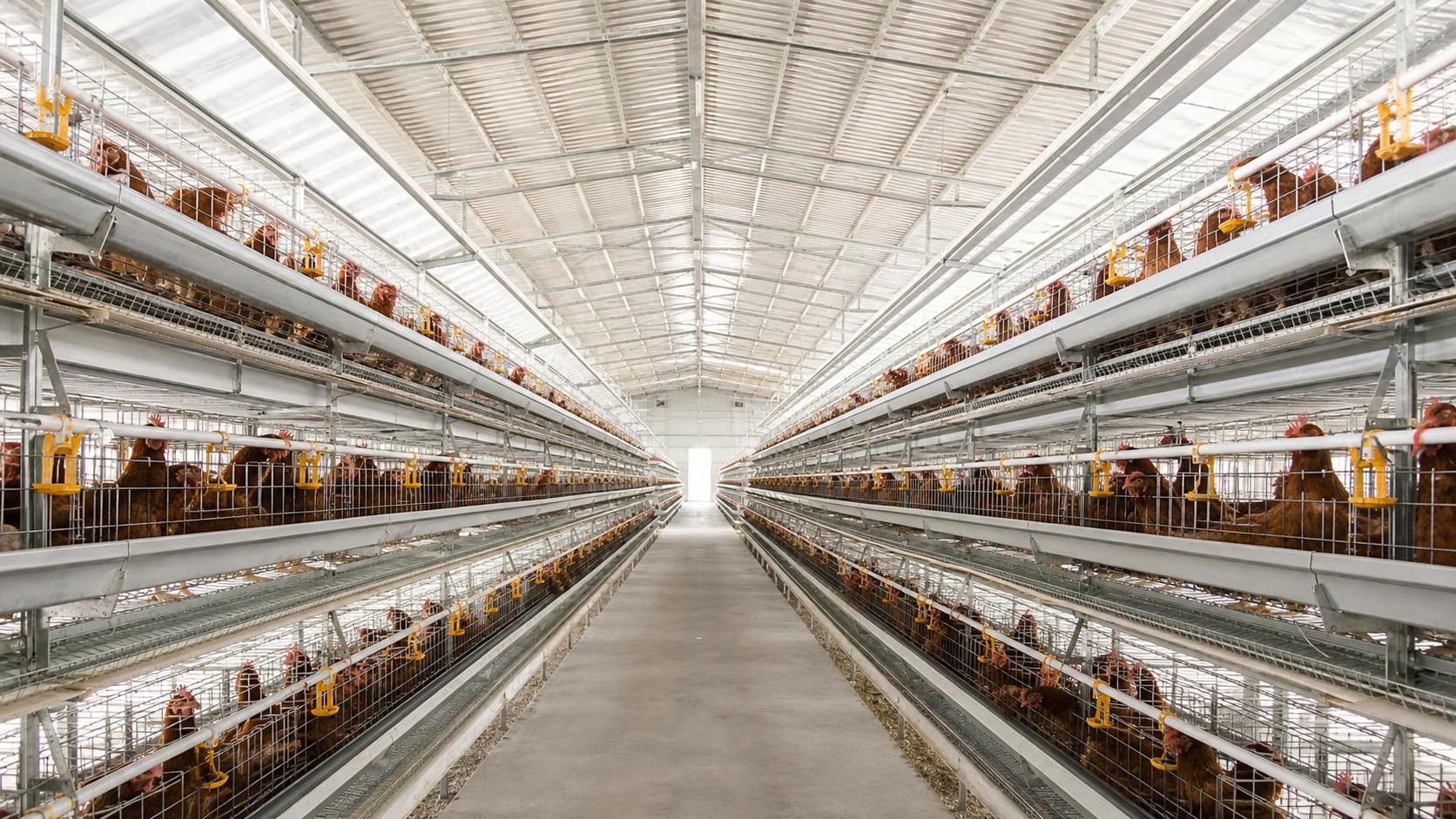 Buyer Checklist for Nigeria Layer Cage Procurement