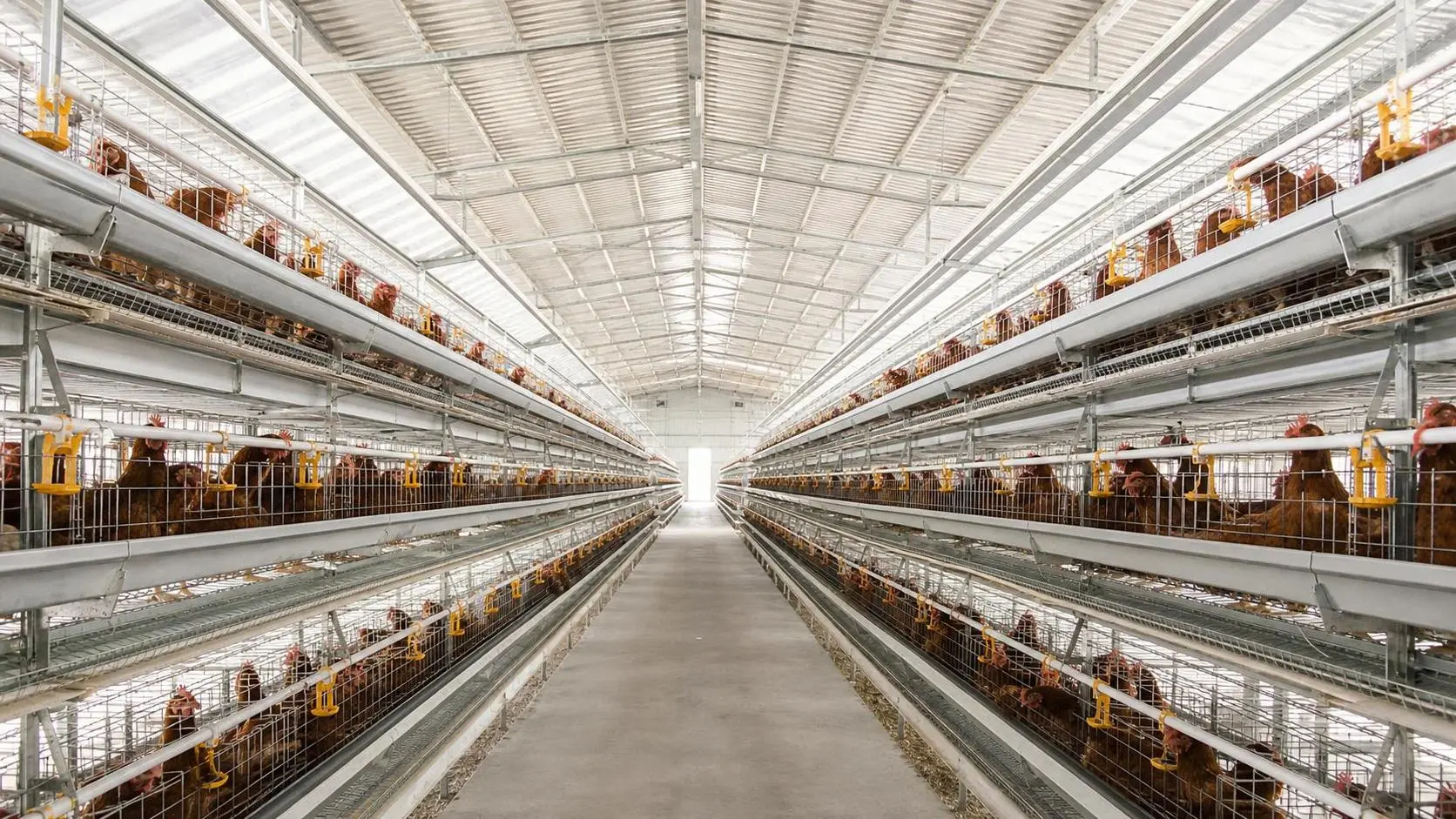 Buyer Checklist for Nigeria Layer Cage Procurement
