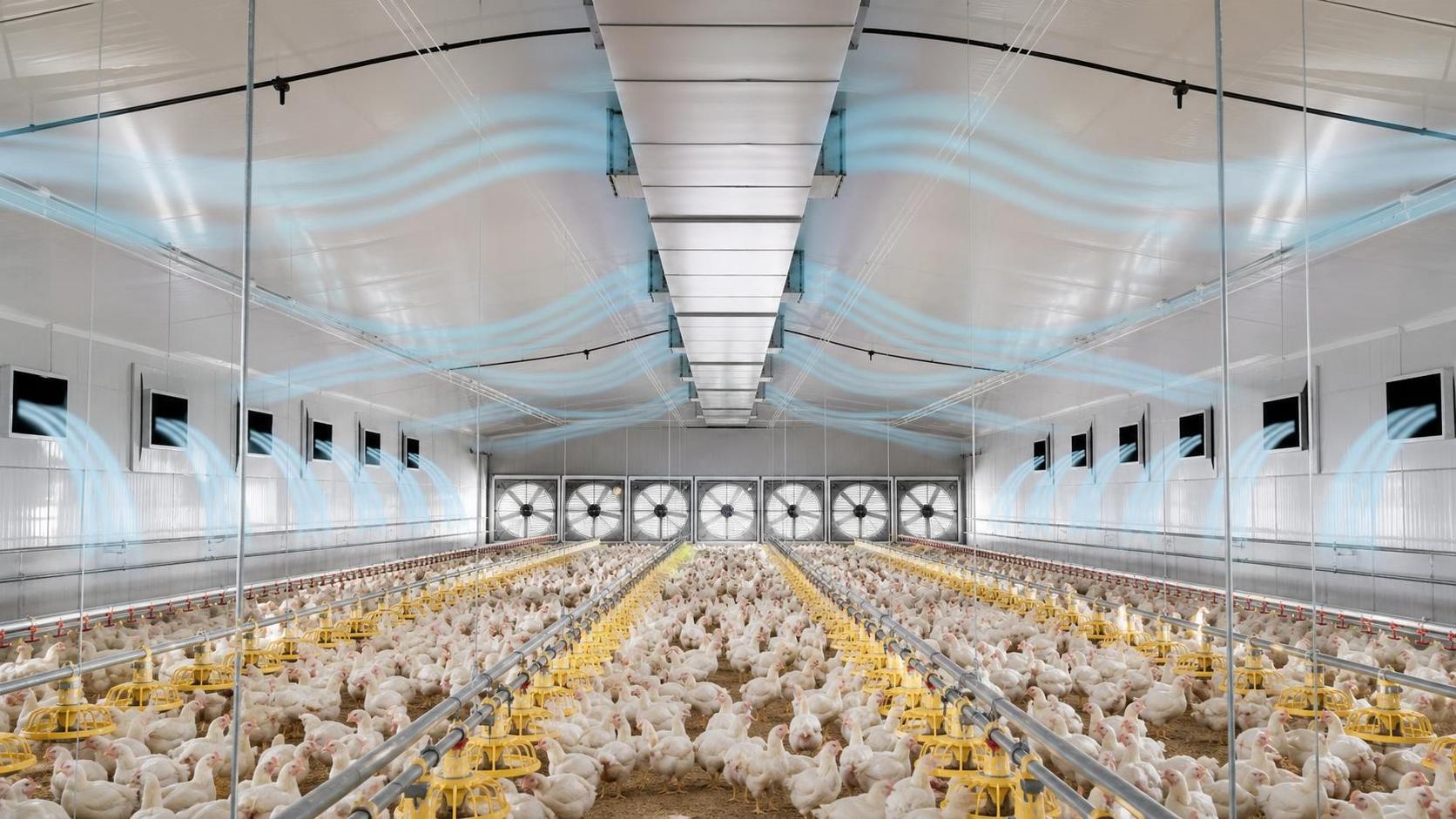 Poultry House Ventilation Systems Explained: Static Pressure, Airflow, and Fan Layout